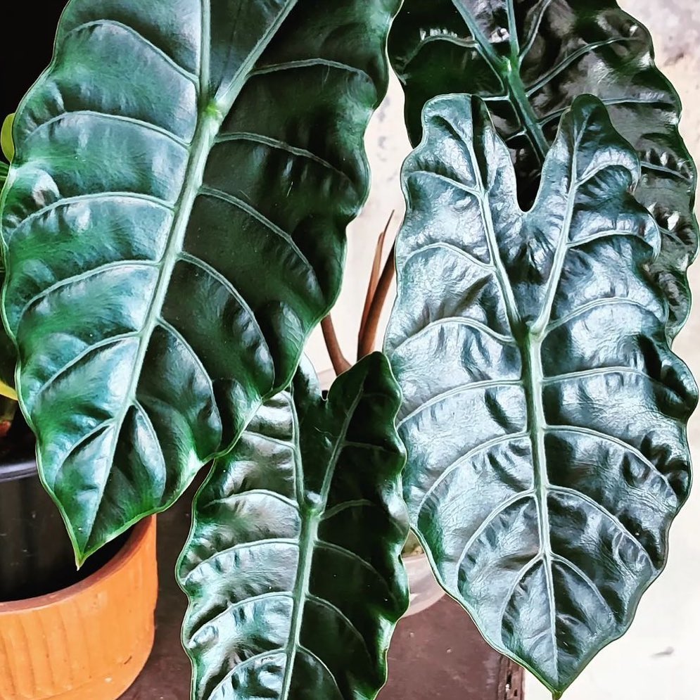 Alocasia Chantrieri